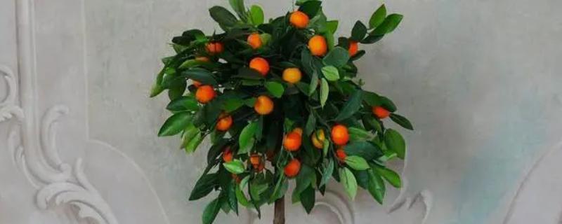 金桔如何盆栽种植，春秋冬三季要接受全日照