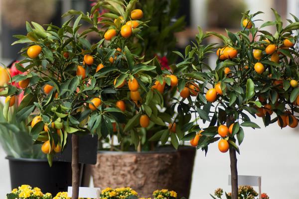 金桔如何盆栽种植,春秋冬三季要接受全日照
