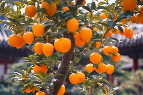 金桔如何盆栽种植,春秋冬三季要接受全日照