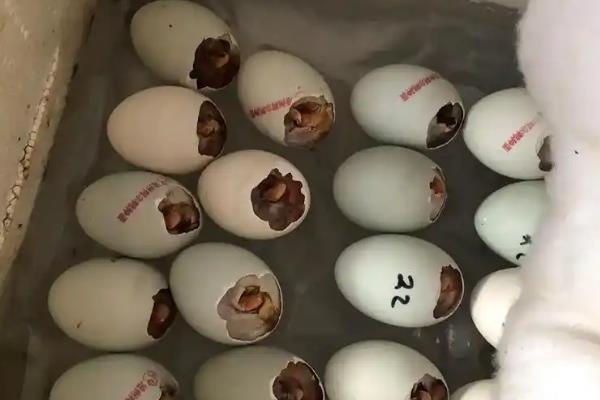 孵小鸭的天数，和鸭子品种有一定关联