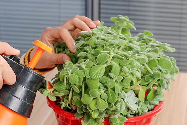 在北方怎么养殖碰碰香,保暖措施是首要任务