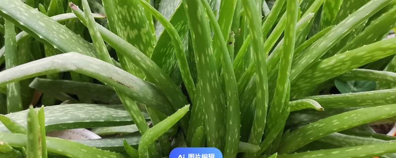 下雨天芦荟能淋雨吗，冬天不能淋雨