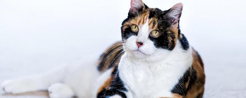 猫咪和狗狗什么时候需要补钙，生长发育期需要补钙