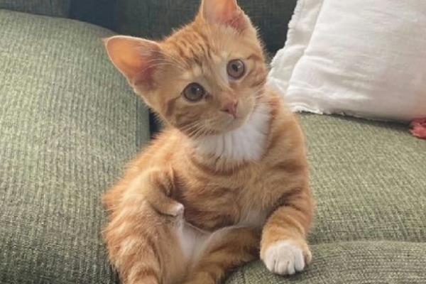 猫咪和狗狗什么时候需要补钙，生长发育期需要补钙