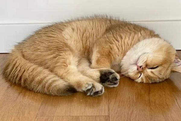 猫咪和狗狗什么时候需要补钙，生长发育期需要补钙