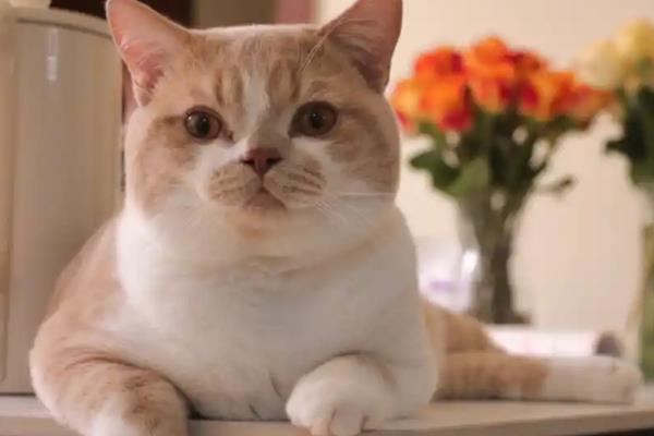 猫咪和狗狗什么时候需要补钙，生长发育期需要补钙
