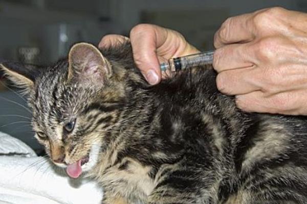 猫咪和狗狗什么时候需要补钙，生长发育期需要补钙