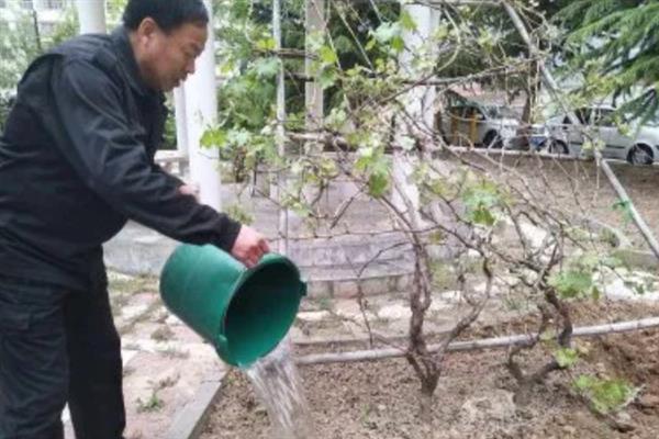 葡萄刚发芽叶子发黄的原因，可能是缺少铁元素所导致