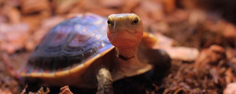 百色闭壳龟属于哪种龟类,是一种水龟但水性较差