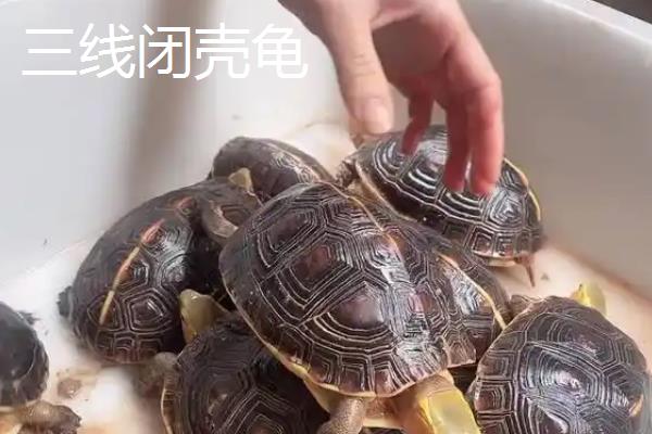 百色闭壳龟属于哪种龟类,是一种水龟但水性较差