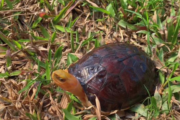 百色闭壳龟属于哪种龟类,是一种水龟但水性较差