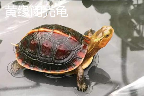 百色闭壳龟属于哪种龟类,是一种水龟但水性较差