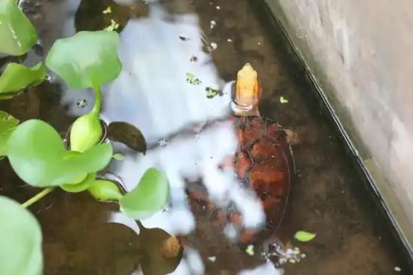 百色闭壳龟属于哪种龟类,是一种水龟但水性较差