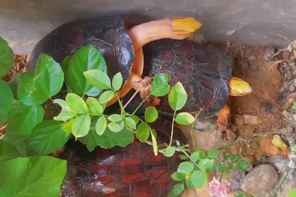 百色闭壳龟属于哪种龟类,是一种水龟但水性较差