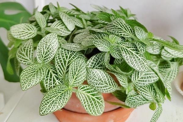 网纹草的浇水间隔，秋季每隔10天浇一次