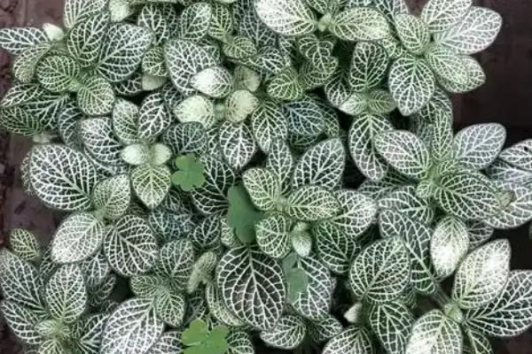 网纹草的浇水间隔，秋季每隔10天浇一次
