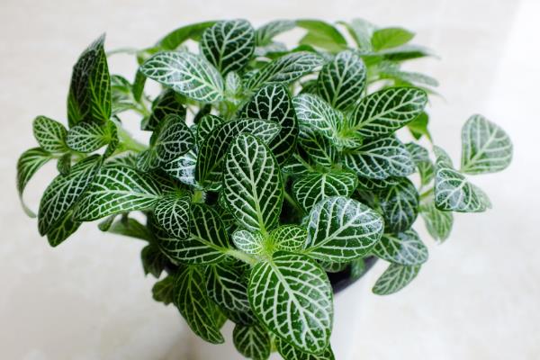 网纹草的浇水间隔，秋季每隔10天浇一次