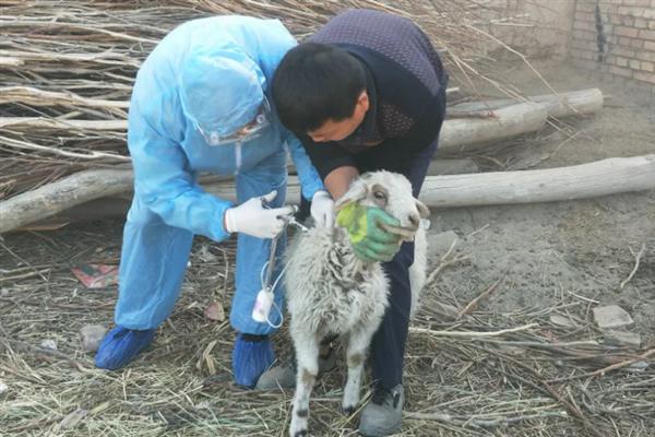 羊得了口蹄疫的治疗方法，口腔患病时可用高锰酸钾