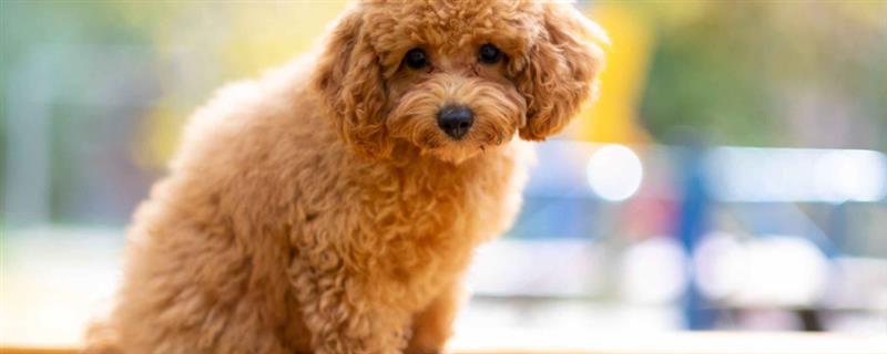 去哪里买买泰迪狗好，最好去买家养的幼犬