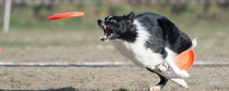 哪种狗会接飞盘，边境牧羊犬、德国牧羊犬等品种均可做出接盘动作