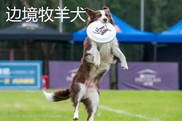 哪种狗会接飞盘，边境牧羊犬、德国牧羊犬等品种均可做出接盘动作