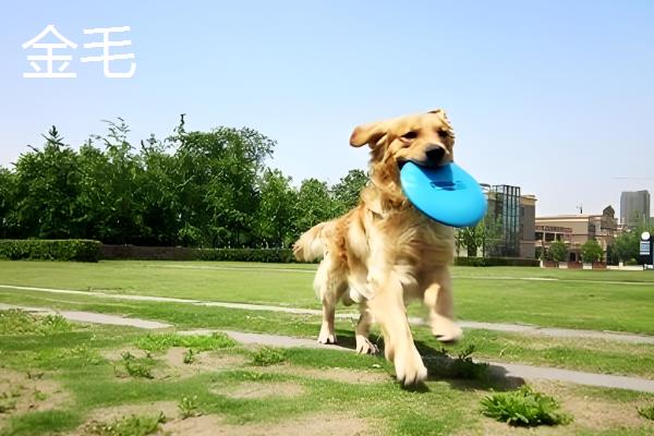 哪种狗会接飞盘，边境牧羊犬、德国牧羊犬等品种均可做出接盘动作