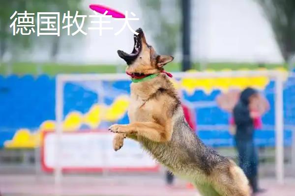 哪种狗会接飞盘，边境牧羊犬、德国牧羊犬等品种均可做出接盘动作