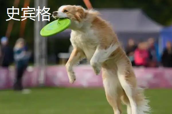 哪种狗会接飞盘，边境牧羊犬、德国牧羊犬等品种均可做出接盘动作