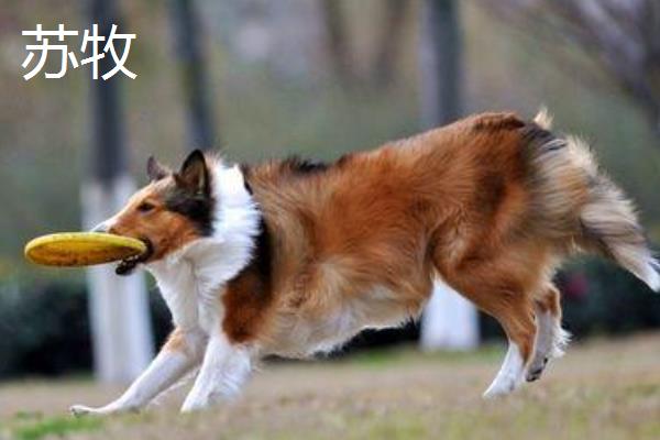哪种狗会接飞盘，边境牧羊犬、德国牧羊犬等品种均可做出接盘动作