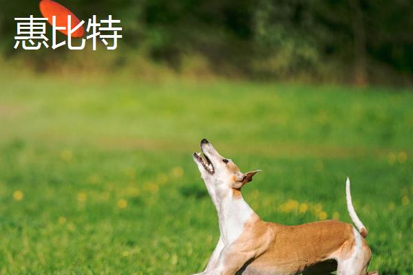 哪种狗会接飞盘，边境牧羊犬、德国牧羊犬等品种均可做出接盘动作