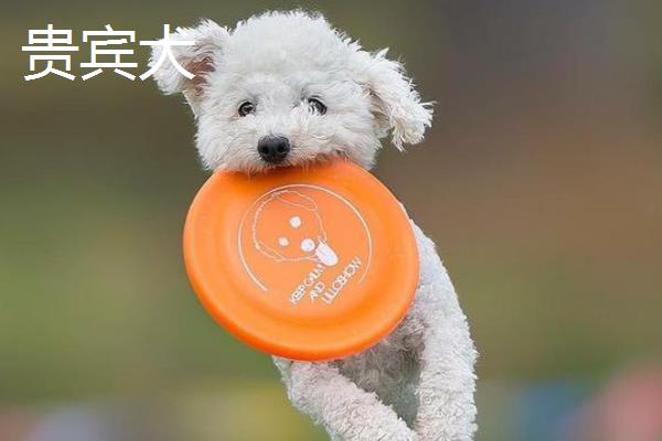 哪种狗会接飞盘，边境牧羊犬、德国牧羊犬等品种均可做出接盘动作