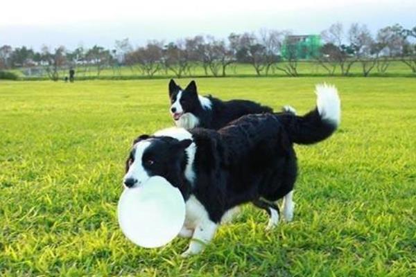 哪种狗会接飞盘，边境牧羊犬、德国牧羊犬等品种均可做出接盘动作