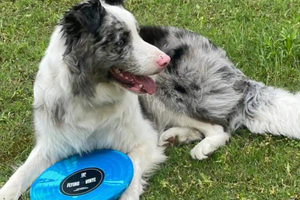 哪种狗会接飞盘，边境牧羊犬、德国牧羊犬等品种均可做出接盘动作