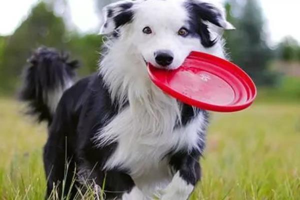 哪种狗会接飞盘，边境牧羊犬、德国牧羊犬等品种均可做出接盘动作