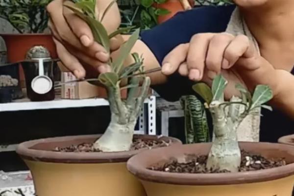 沙漠玫瑰的剪枝时间，6-11月份剪除残花和枯枝