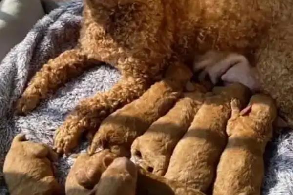 去哪里买买泰迪狗好，最好去买家养的幼犬