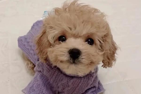去哪里买买泰迪狗好，最好去买家养的幼犬