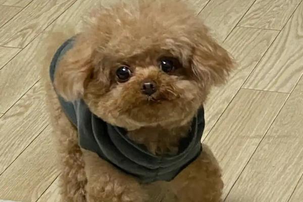 去哪里买买泰迪狗好，最好去买家养的幼犬