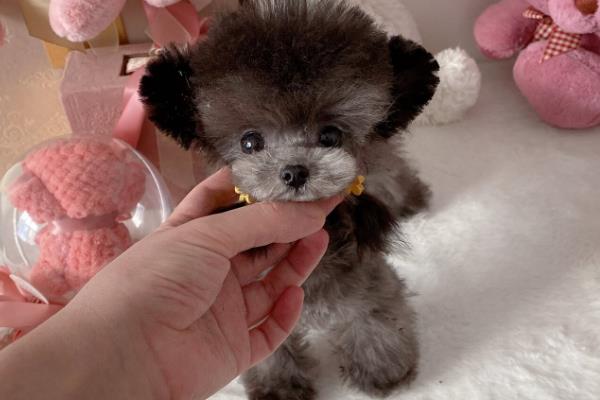 去哪里买买泰迪狗好，最好去买家养的幼犬