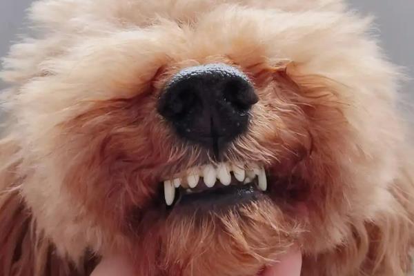 去哪里买买泰迪狗好，最好去买家养的幼犬