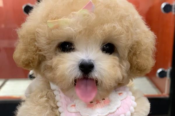 去哪里买买泰迪狗好，最好去买家养的幼犬