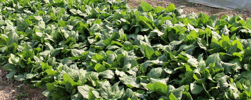 一年四季可以种哪些蔬菜，甘蓝、油菜、白菜等品种可在12月份种植