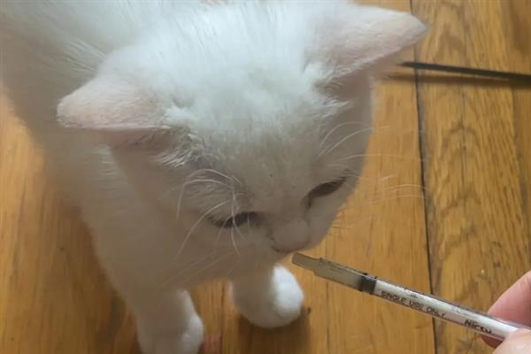 换季时幼猫总是感冒如何处理，应做好保暖工作并补充营养