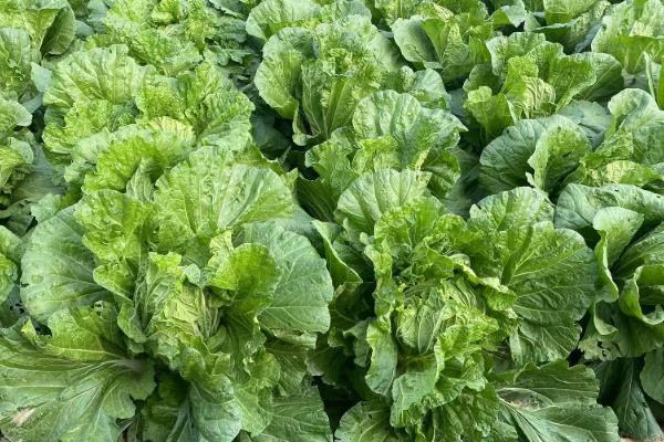 一年四季可以种哪些蔬菜，甘蓝、油菜、白菜等品种可在12月份种植