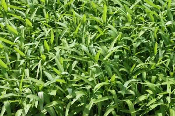 一年四季可以种哪些蔬菜，甘蓝、油菜、白菜等品种可在12月份种植