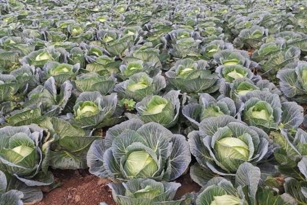 一年四季可以种哪些蔬菜，甘蓝、油菜、白菜等品种可在12月份种植