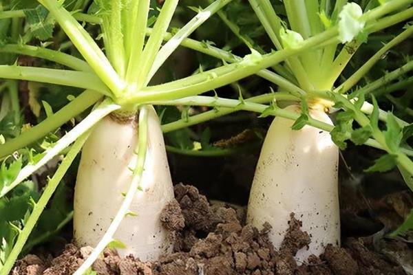 一年四季可以种哪些蔬菜，甘蓝、油菜、白菜等品种可在12月份种植