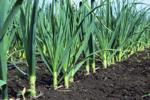 一年四季可以种哪些蔬菜，甘蓝、油菜、白菜等品种可在12月份种植
