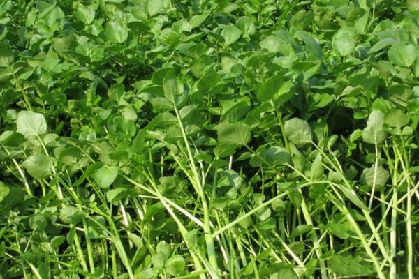 一年四季可以种哪些蔬菜，甘蓝、油菜、白菜等品种可在12月份种植