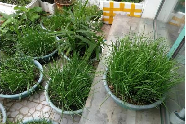 一年四季可以种哪些蔬菜，甘蓝、油菜、白菜等品种可在12月份种植